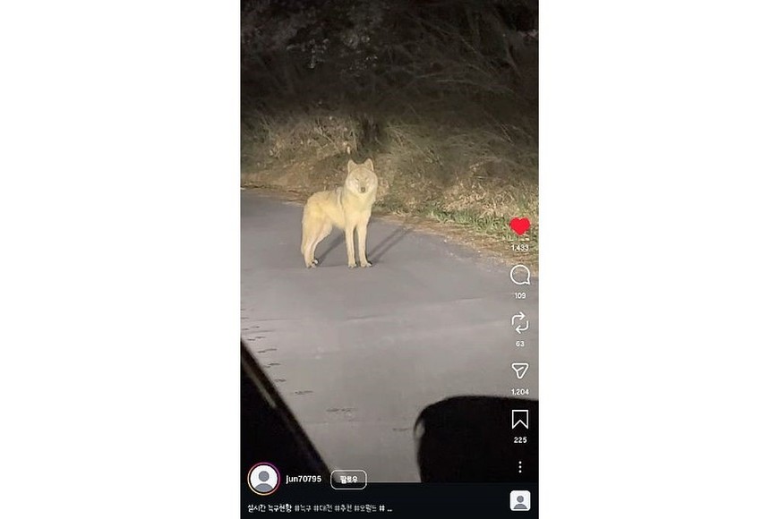 La fuga de Neukgu, de dos años de edad, cautiva a los surcoreanos.