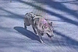 Neukgu ha eludido la captura durante una semana y sigue sin ser capturado.