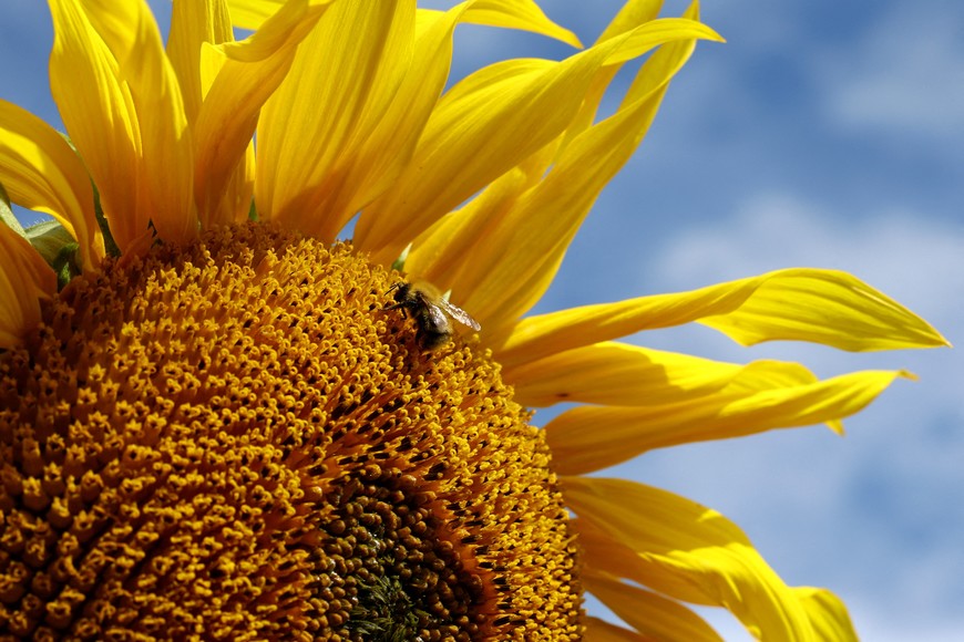 A bee lands on a sunflower at the Sunflower Maze at Great Budworth Ice Cream Farm, in Cheshire, Britain August 24, 2023 REUTERS/Molly Darlington     TPX IMAGES OF THE DAY