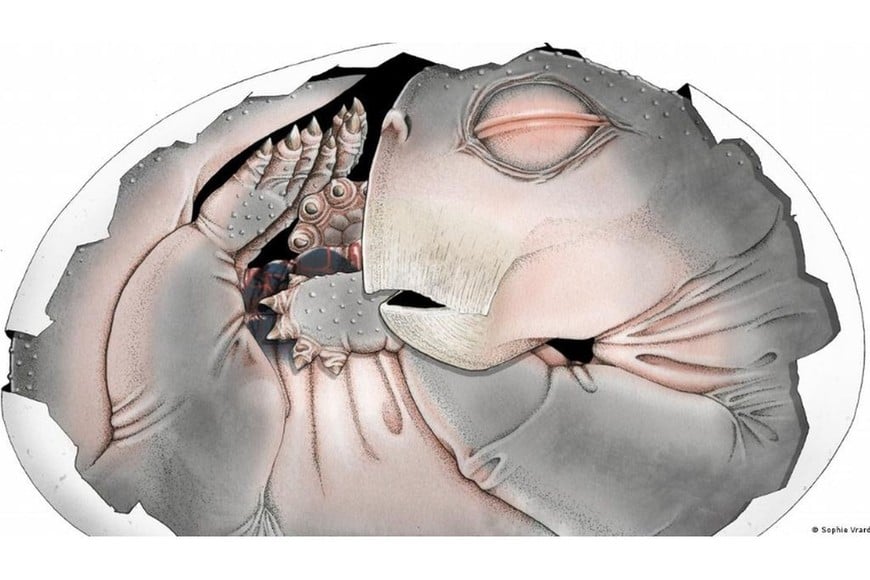 Ilustración de una cría de Lystrosaurus que murió dentro del huevo, basada en un fósil encontrado en Sudáfrica.