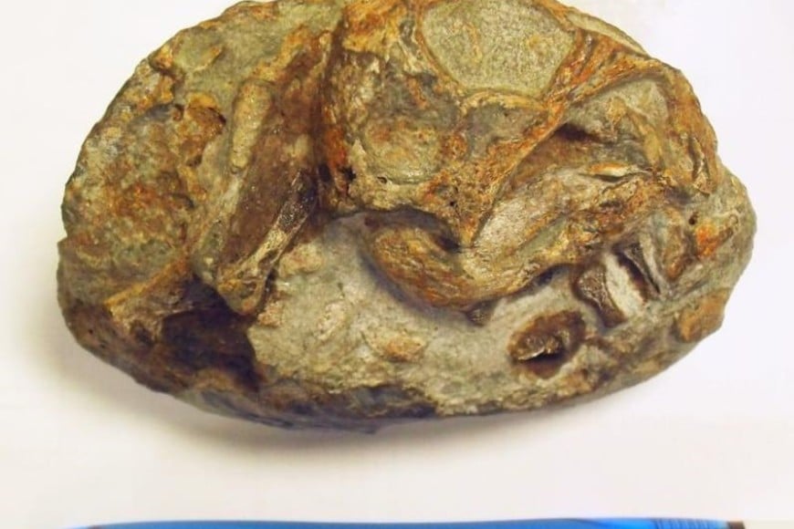 El embrión fosilizado de un Lystrosaurus fue observado con rayos X con detalles sin precedentes.