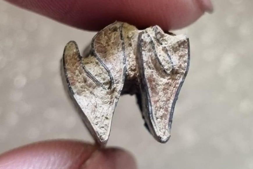 Los paleontólogos tuvieron que trabajar con una protección de plástico para evitar que los fósiles se mojaran con la lluvia. Foto: Martín Chávez/Jorge Campos