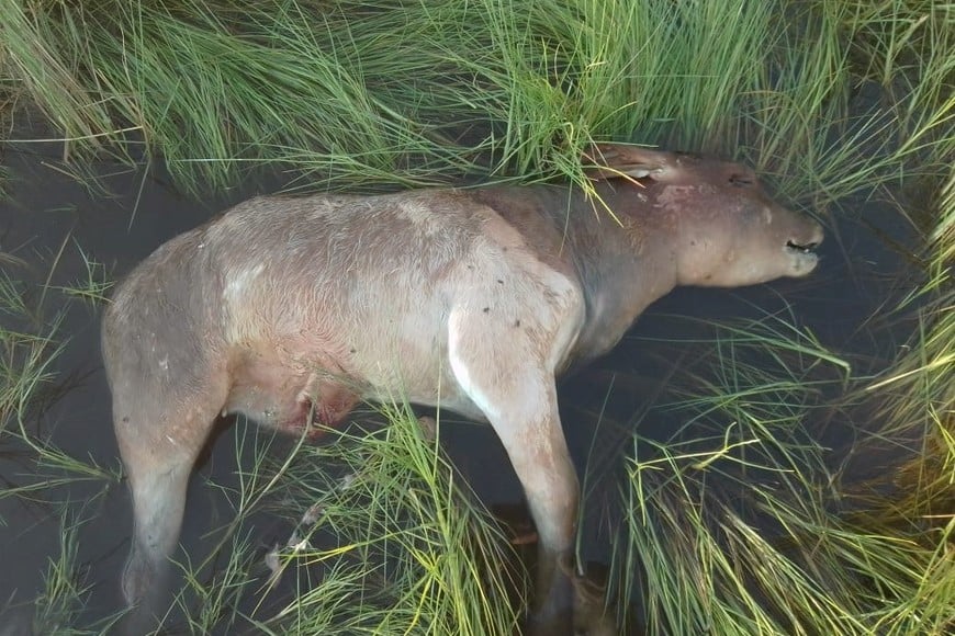 Vera bajo el agua: informe rural advierte un escenario crítico y pide la emergencia