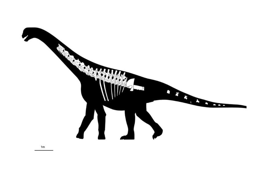 El nuevo dinosaurio fue hallado en la formación Cañadón Calcáreo, en la provincia de Chubut.