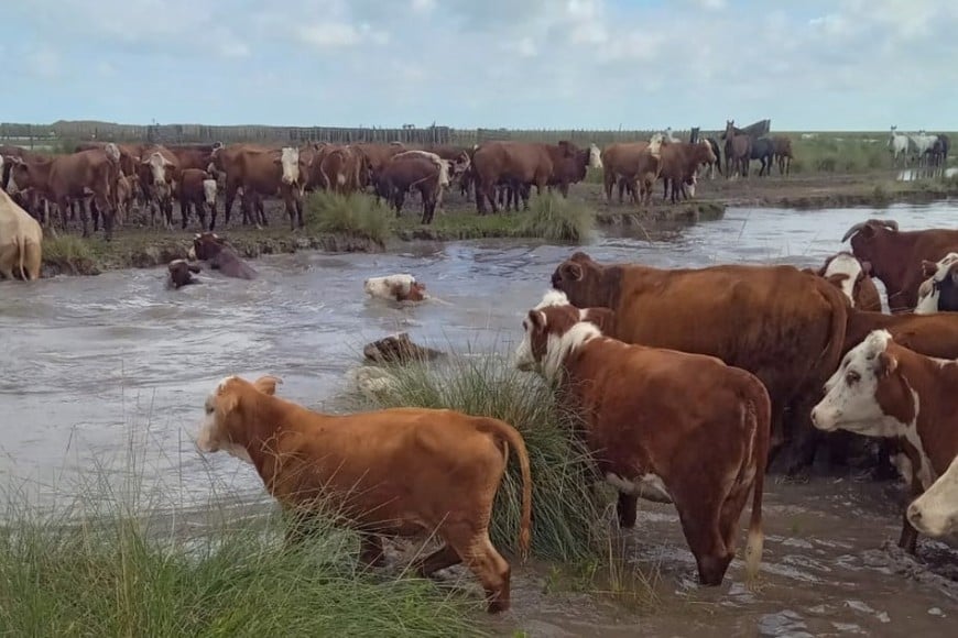 Las complicaciones de la acumulación de agua afectó también a los animales.