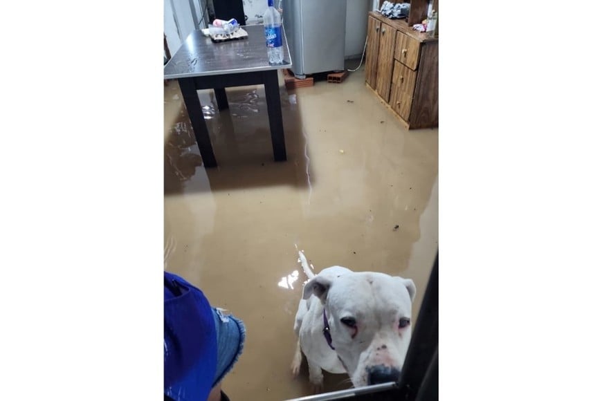 En viviendas particulares, el agua cubre pisos completos