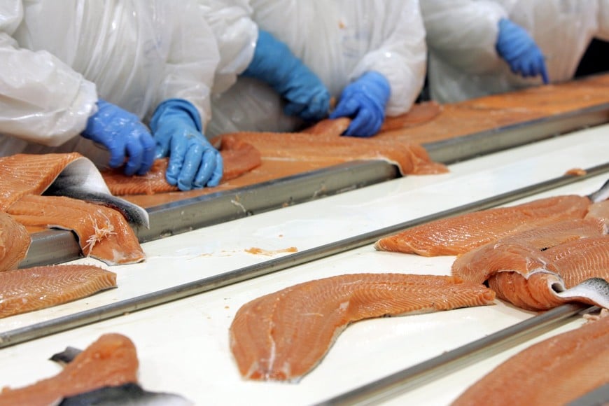 Workers clean farmed salmon to be sent to the world market at a processing plant in Chacabuco, south of Santiago, Chile, in this March 5, 2009 file photo. Chile's salmon farmers are using record levels of antibiotics to treat a virulent and pervasive bacteria, driving away some U.S. retailers which are turning to antibiotic-free Norwegian salmon. To match Feature CHILE-SALMON/ANTIBIOTICS REUTERS/Victor Ruiz Caballero/Files chile chacabuco  chile planta de procesado de pescado procesado pescados piscicultura