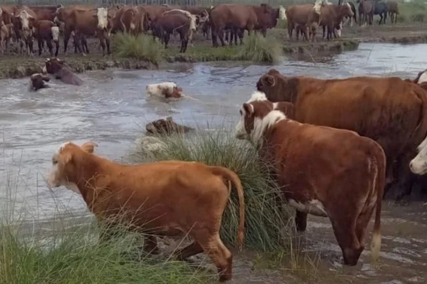 Las complicaciones de la acumulación de agua afectó también a los animales.