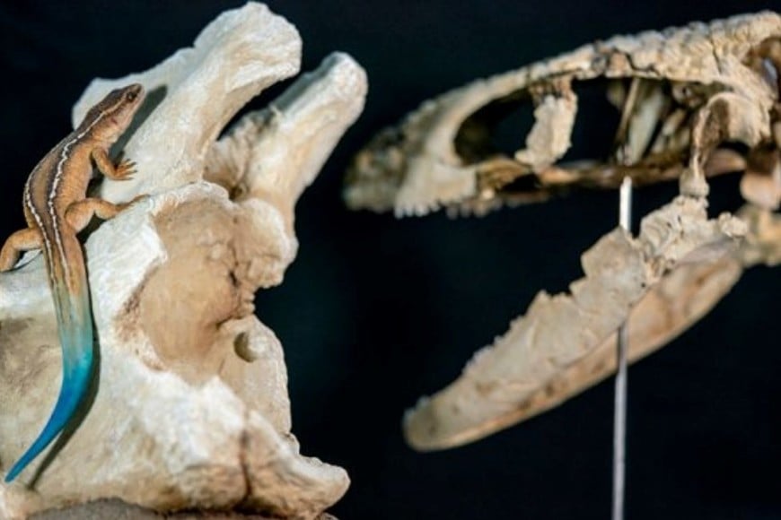 Reconstrucción en vida del Paleoteius, por el artista Lautaro Rodríguez Blanco.