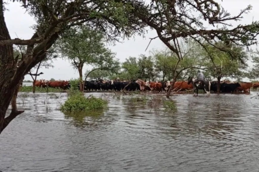 Fortín Olmos: gauchos rescatan hacienda a caballo mientras la inundación golpea al norte