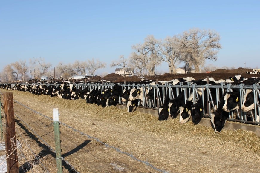 El encuentro es organizado por el IPCVA, con la participación del INTA Rafaela, y se desarrollará en el establecimiento UNCOGA Feedlot Cooperativo, ubicado sobre la Ruta Provincial 70.