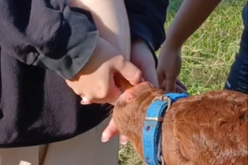 El proyecto CAT permite aplicar en territorio los conocimientos adquiridos en aula sobre manejo neonatal bovino.