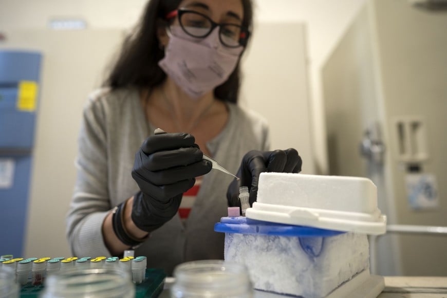 (210521) -- BUENOS AIRES, 21 mayo, 2021 (Xinhua) -- Laura Barone, técnica curadora de la Colección Nacional de Tejidos Ultra Congelados del Museo Argentino de Ciencias Naturales (MACN) "Bernardino Rivadavia", trabaja con un tejido congelado para la extracción de ácido desoxirribonucleico, en la ciudad de Buenos Aires, Argentina, el 21 de mayo de 2021. El MACN "Bernardino Rivadavia" ha continuado con su importante labor científica y de investigación a pesar de la pandemia de la enfermedad del nuevo coronavirus (COVID-19), a la espera de una reapertura que permita recibir a visitantes ávidos por descubrir su destacada colección. (Xinhua/Martín Zabala) (mz) (rtg) (ra) (vf)