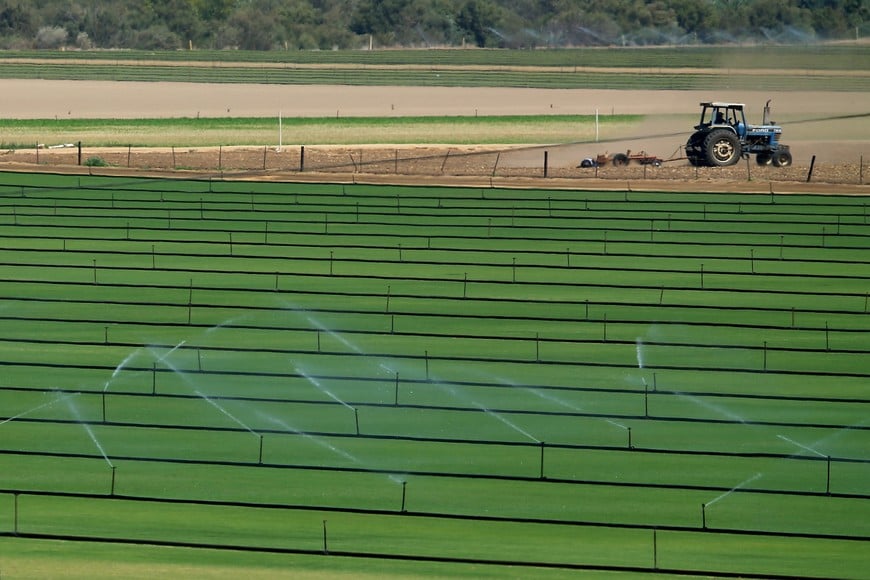 Sod is irrigated next to a field being plowed in the San Pasqual Valley near Escondido, California, United States August 30, 2016.   REUTERS/Mike Blake  eeuu california San Pasqual Valley  california cultivos sitema de riego campos cultivos plantaciones