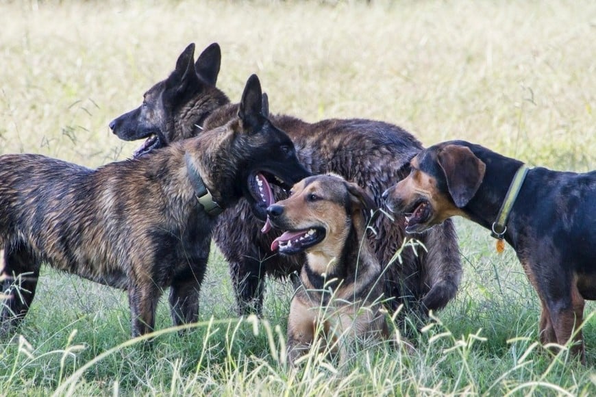 El hecho se registró durante la tarde del sábado