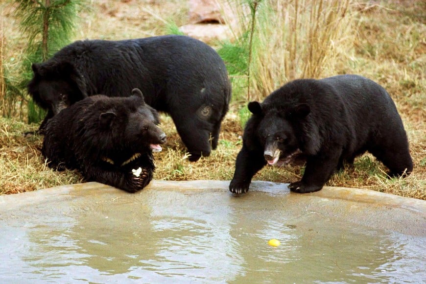 osoo osos osoo veterinario veterinary surgeon gail cochrane inspects the mouth of a sedated asiatic black bear december 6, named  "elizabeth", one of nine bears handed over to international fund for animal welfare [ifaw] by the chinese authorities at a new sanctuary in panyu village in chinas southern guangdong province. an agreement between local hong kong groups led by ifaw, and  the chinese authorities has allowed a growing number of an estimated 10,000 asiatic black bears held on bile production farms across china, to be released from the farms which are being closed down. ifaw says 7,632 bears are still held on bile-production farms.          by-cc-photo by claro cortes iv      reuters osoo osos osoo veterinario Veterinary surgeon Gail Cochrane inspects the mouth of a sedated Asiatic black bear December 6, named  "Elizabeth", one of nine bears handed over to International Fund for Animal Welfare [IFAW] by the Chinese authorities at a new sanctuary in Panyu village in China's southern Guangdong province. An agreement between local Hong Kong groups led by IFAW, and  the Chinese authorities has allowed a growing number of an estimated 10,000 Asiatic black bears held on bile production farms across China, to be released from the farms which are being closed down. IFAW says 7,632 bears are still held on bile-production farms.          by/cc/Photo by Claro Cortes IV      REUTERS