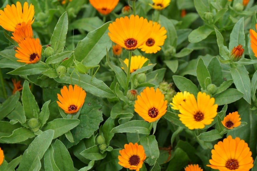 Caléndulas de tonos intensos que aportarán calidez visual en otoño.