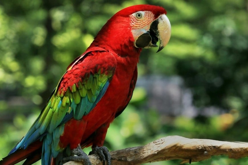 Las especies que representan mayor riesgo de transmisión son guacamayos