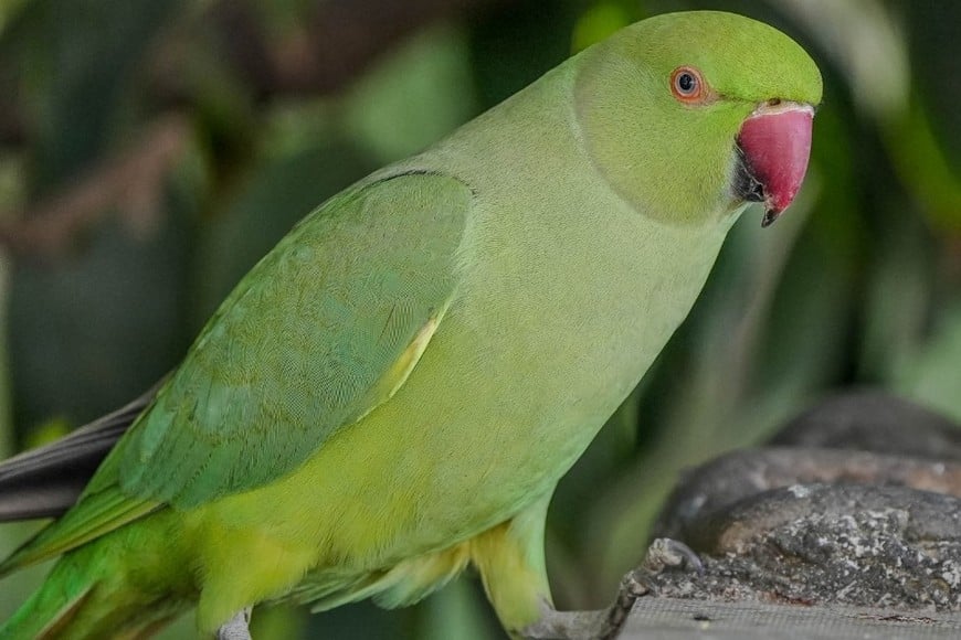 Las especies que representan mayor riesgo de transmisión son cotorras