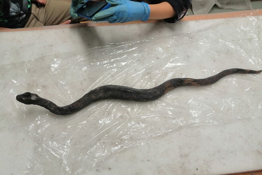 The so-called Agathodaemon snake statue is laid out on a table for restoration after it was discovered and pulled out from the muddy ruins of an ancient spa in San Casciano dei Bagni, a hilltop village in southern Tuscany still home to popular thermal baths, in Grosseto, Italy, September 26, 2024. Ministry of Cultural Heritage and Activities and Tourism/Handout via REUTERS ATTENTION EDITORS - THIS PICTURE WAS PROVIDED BY A THIRD PARTY