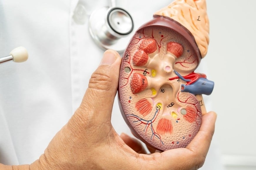 El desafío de avanzar en tratamientos eficaces para el cáncer de páncreas sigue vigente.