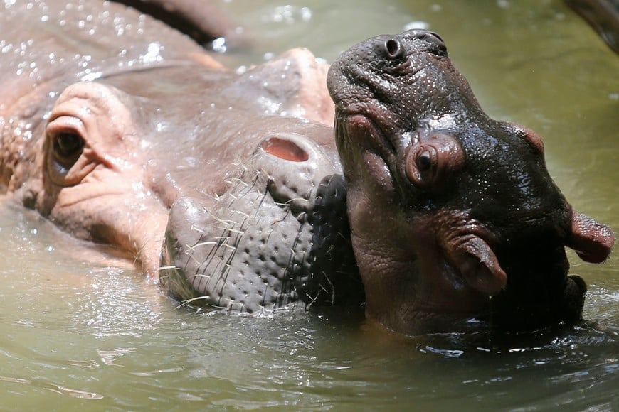 Tras la muerte de Escobar, la pareja vagó libremente y se multiplicó.