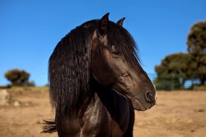 The horse of emotional therapist Fernando Noailles, named Madrid, is seen in Guadalix de la Sierra, outside Madrid, Spain, July 27, 2017. Noailles uses his animals to help people suffering from stress and anxiety. REUTERS/Juan Medina  SEARCH "MEDINA HORSES" FOR THIS STORY. SEARCH "WIDER IMAGE" FOR ALL STORIES. españa  susurrador de caballos argentino que ofrece terapias antiestres uso de animales para ayudar a las personas que sufren de estres y ansiedad