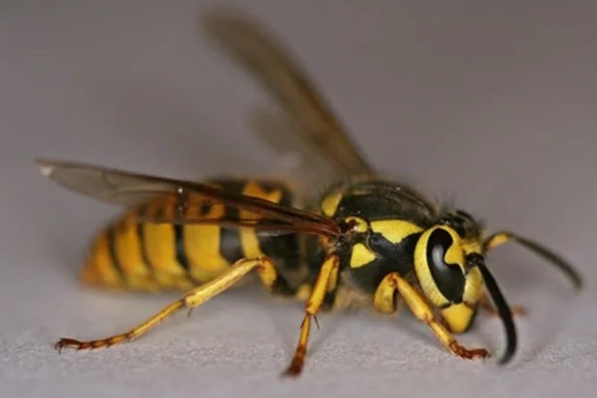 avispa-chaqueta-amarilla