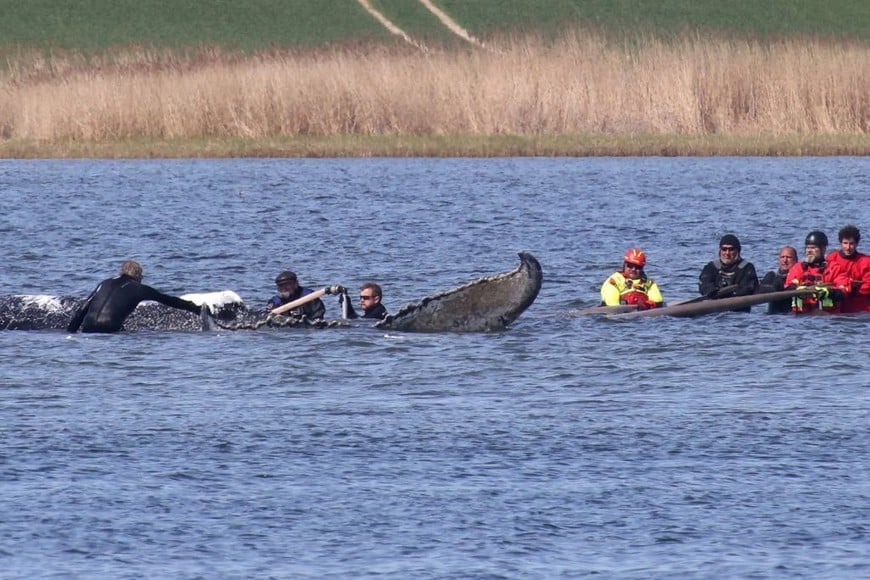 Ballena jorobada varada en el mar Báltico, frente a las costas de Alemania. Foto: Danny Gohlke/AFP/Getty