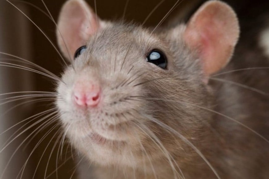 Los ratones tienen unos 20 millones de neuronas olfativas.