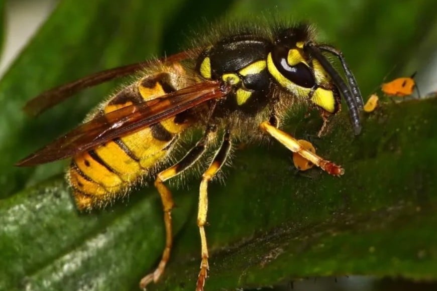 avispa-chaqueta-amarilla