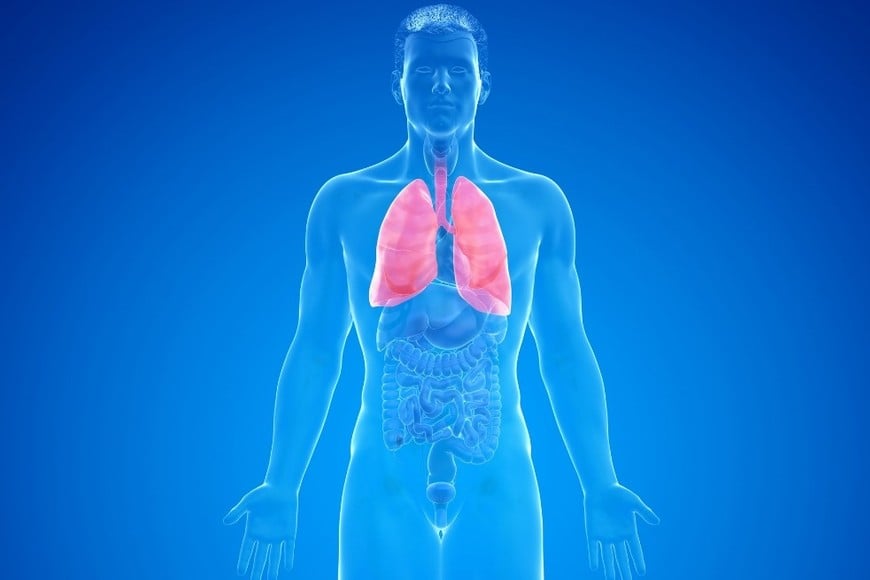 La fibrosis quística es una enfermedad hereditaria que afecta principalmente a los pulmones