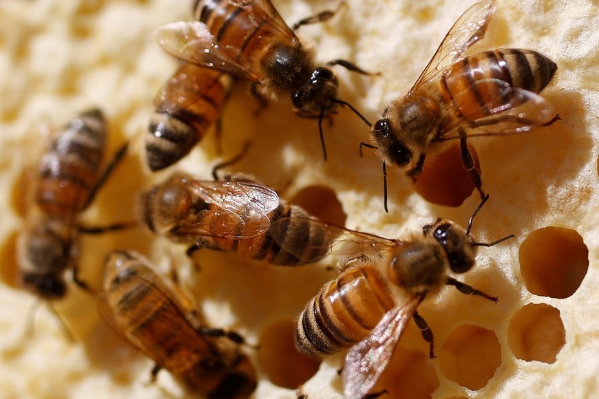 Bees are seen on a frame from a beehive in Hoerdt near Strasbourg, France, April 27, 2018. REUTERS/Vincent Kessler francia  colmena en Hoerdt apicultura abejas colmenas elaboracion de miel