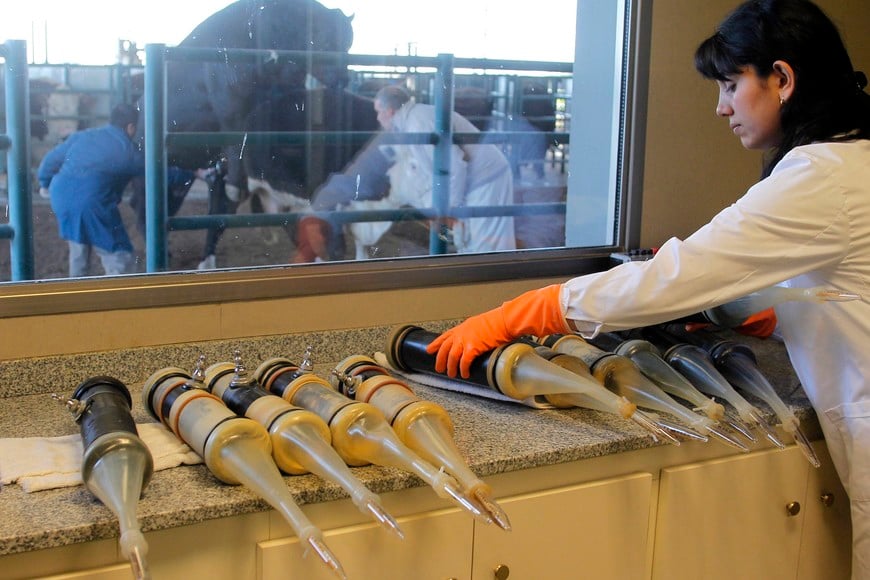 A technician prepares artificial cow vaginas at Las Lilas Genetic laboratory as workers extract semen from a bull in Duggan, August 27, 2010. With newly affluent consumers from Brazil to China eating more meat, Argentine ranchers are honing their centuries-old cattle-breeding traditions to meet growing global demand for semen, embryos and genetics know-how. Picture taken August 27, 2010. To match Feature ARGENTINA-BEEF/GENETICS
 argentina  Un técnico prepara vaginas artificiales vaca en Las Lilas Genética como trabajadores de laboratorio extraer semen de un toro en Duggan estudio para cria de ganado