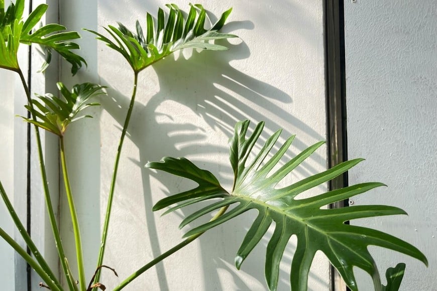 Técnica sencilla para mantener plantas saludables.