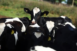 Cows stand on a farm in Navarro, on the outskirts of Buenos Aires, Argentina, February 5, 2026. REUTERS/Matias Baglietto