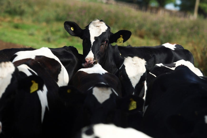 Cows stand on a farm in Navarro, on the outskirts of Buenos Aires, Argentina, February 5, 2026. REUTERS/Matias Baglietto