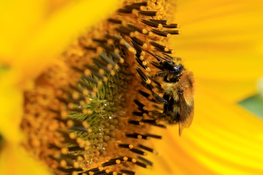 A bee feeds on a sunflower field in Thun-Saint-Martin, France August 11, 2023. REUTERS/Pascal Rossignol