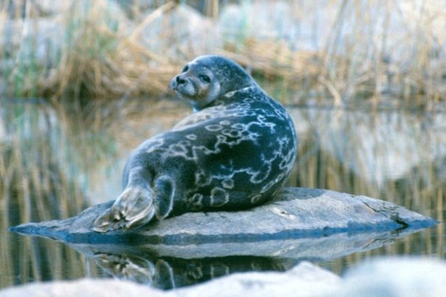 La foca anillada de Saimaa enfrenta nuevos riesgos por la baja del nivel del agua.