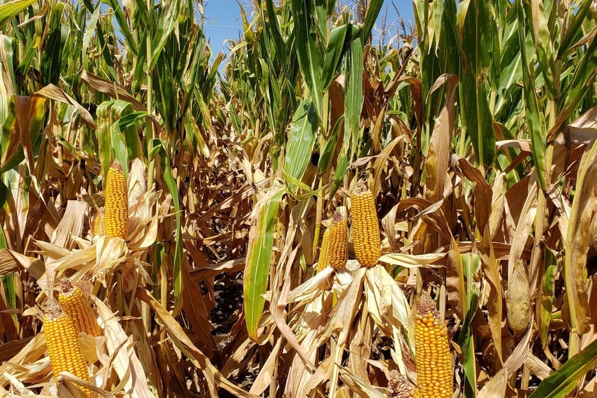 Agricultura