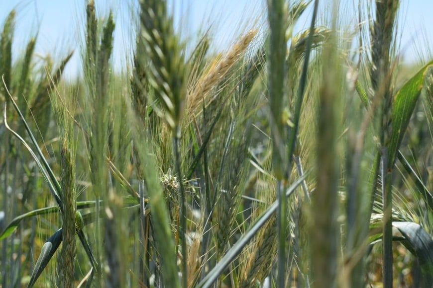 Agricultura
