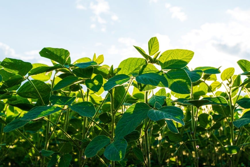 Agricultura