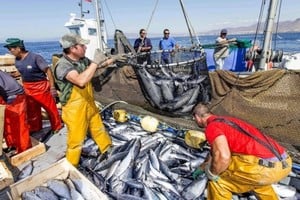 Índice de Producción Industrial pesquero sube un 30,4% en el primer trimestre.
