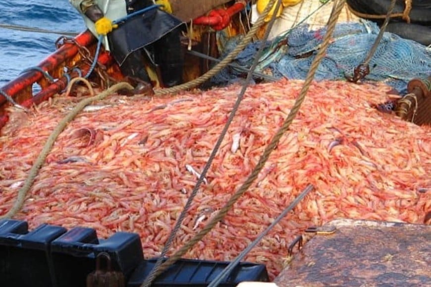 pesca