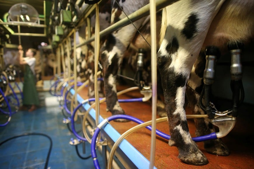 A French dairy farmer milks cows to collect organic milk, some of which will be used to make butter, at his farm in Saint-Colomban, France, October 26, 2017. REUTERS/Stephane Mahe francia  francia tambo produccion leche organica leche organica tambos