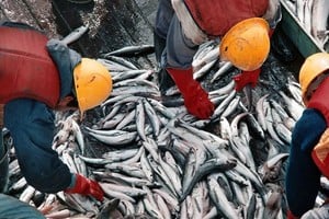 La industria pesquera nacional muestra signos de revitalización, impulsada por un incremento significativo en la producción durante el primer semestre de 2026.