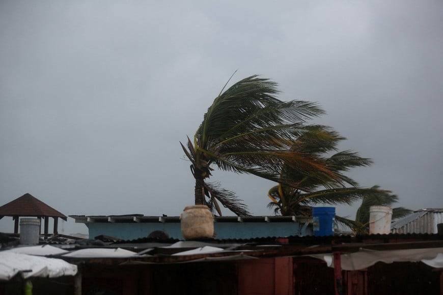 Palm trees are shaken by the wind, ahead of Hurricane Melissa at Hellshire Beach, in the coastal town of Hellshire, Jamaica, October 26, 2025.  REUTERS/Octavio Jones