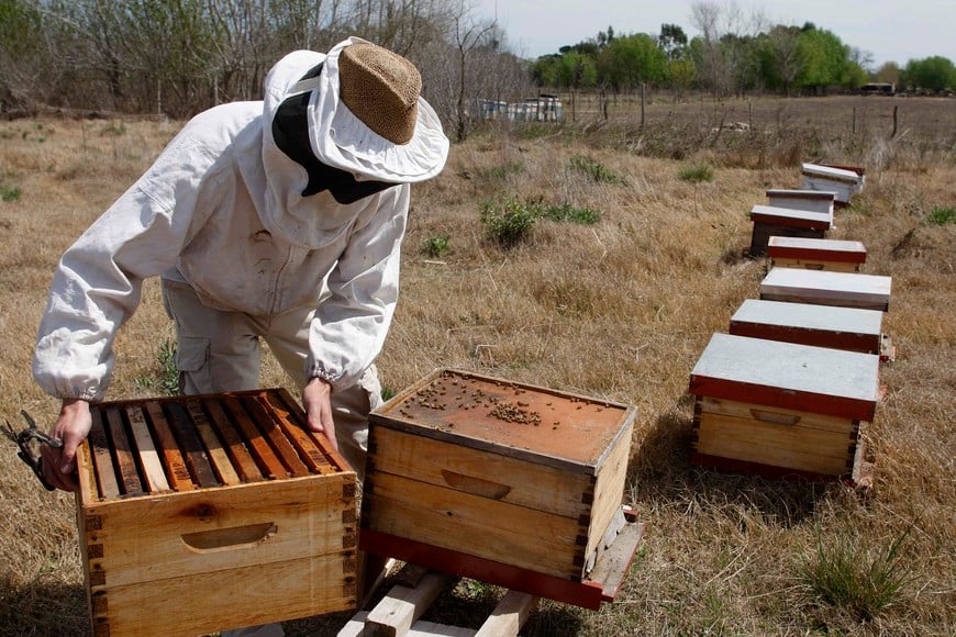 ARGENTINA-HONEY/ - Patricio Crespo, a beekeeper, works at an apiary farm in the town of Chivilcoy, some 100 miles (160 km) from Buenos Aires, September 22, 2008. Beekeepers had it easy when cattle roamed freely across the flower-filled meadows of Argentina's Pampas plains. But a boom in soy farming has changed all that. Picture taken September 22, 2008. To match feature ARGENTINA-HONEY/ REUTERS/Enrique Marcarian (ARGENTINA) chivilcoy patricio Crespo produccion de miel panal colmenas abejas produccion miel miel de exportacion productor