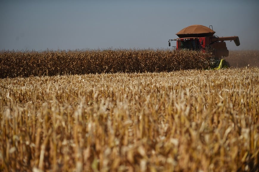 (240702) -- BRASILIA, 2 julio, 2024 (Xinhua) -- Una máquina agrícola cosecha maíz en la granja Nativa, en el Núcleo Rural Buriti Vermelho, en Brasilia, Brasil, el 2 de julio de 2024. (Xinhua/Lucio Tavora) (lt) (jg) (ra) (ce)