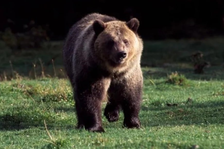 Un oso grizzly en el Parque Nacional Glacier.